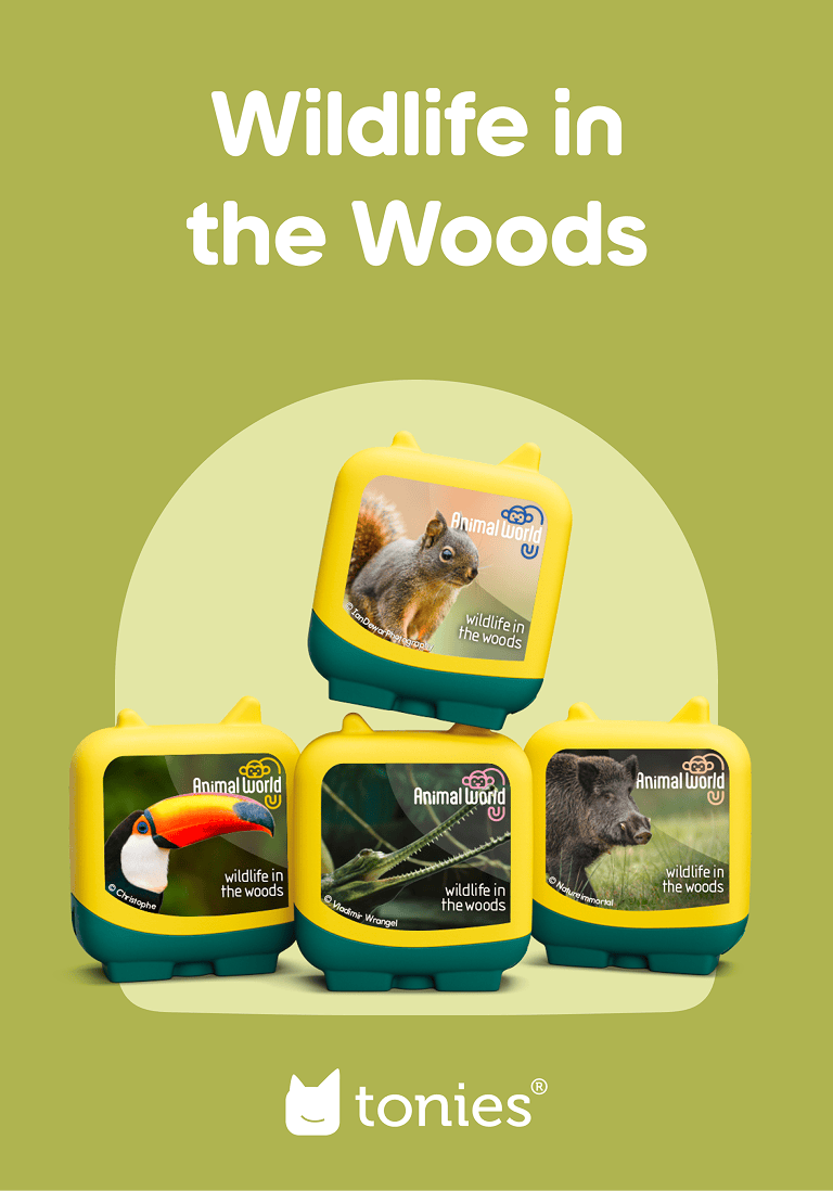 Wildlife in the woods | Illustration